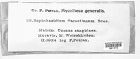 Septobasidium carestianum image
